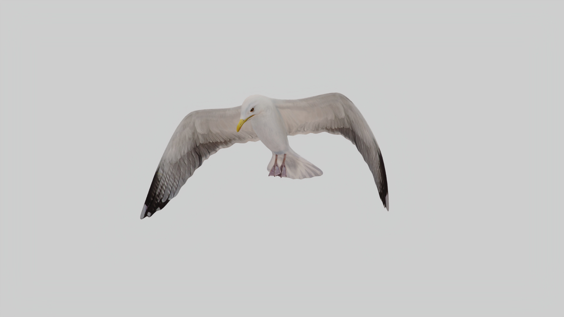 3D Seagull Animated https://p.turbosquid.com/ts-thumb/Ic/4iC527/MK/hold/jpg/1783253590/1920x1080/turn_fit_q99/c8e0089f7376e7a082d429b0faa46abd17ebd351/hold-1.jpg