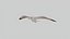 Seagull Animated