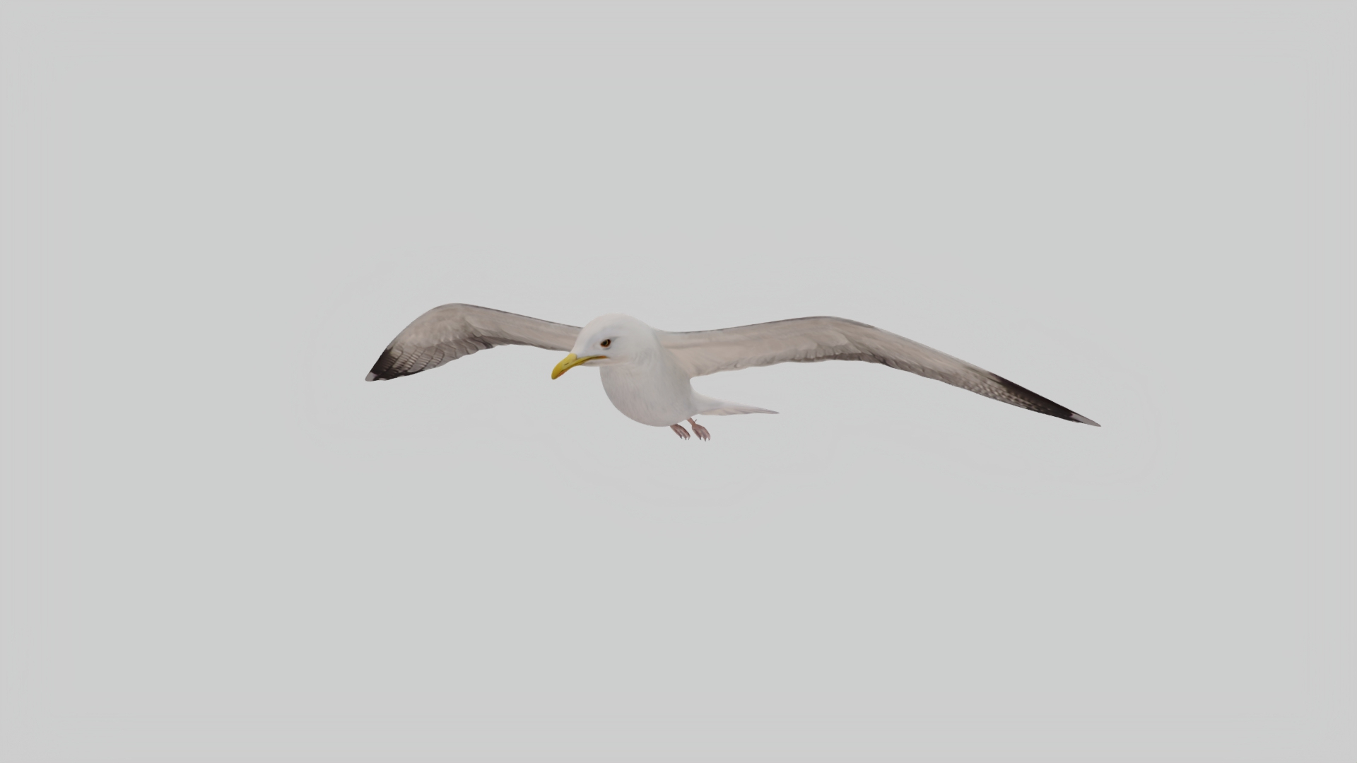 3D Seagull Animated https://p.turbosquid.com/ts-thumb/Ic/4iC527/WV/hold/jpg/1783190542/1920x1080/turn_fit_q99/8b67762c7e6578325cc1c38a43dcd187b114cdad/hold-1.jpg