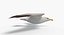 Seagull Animated