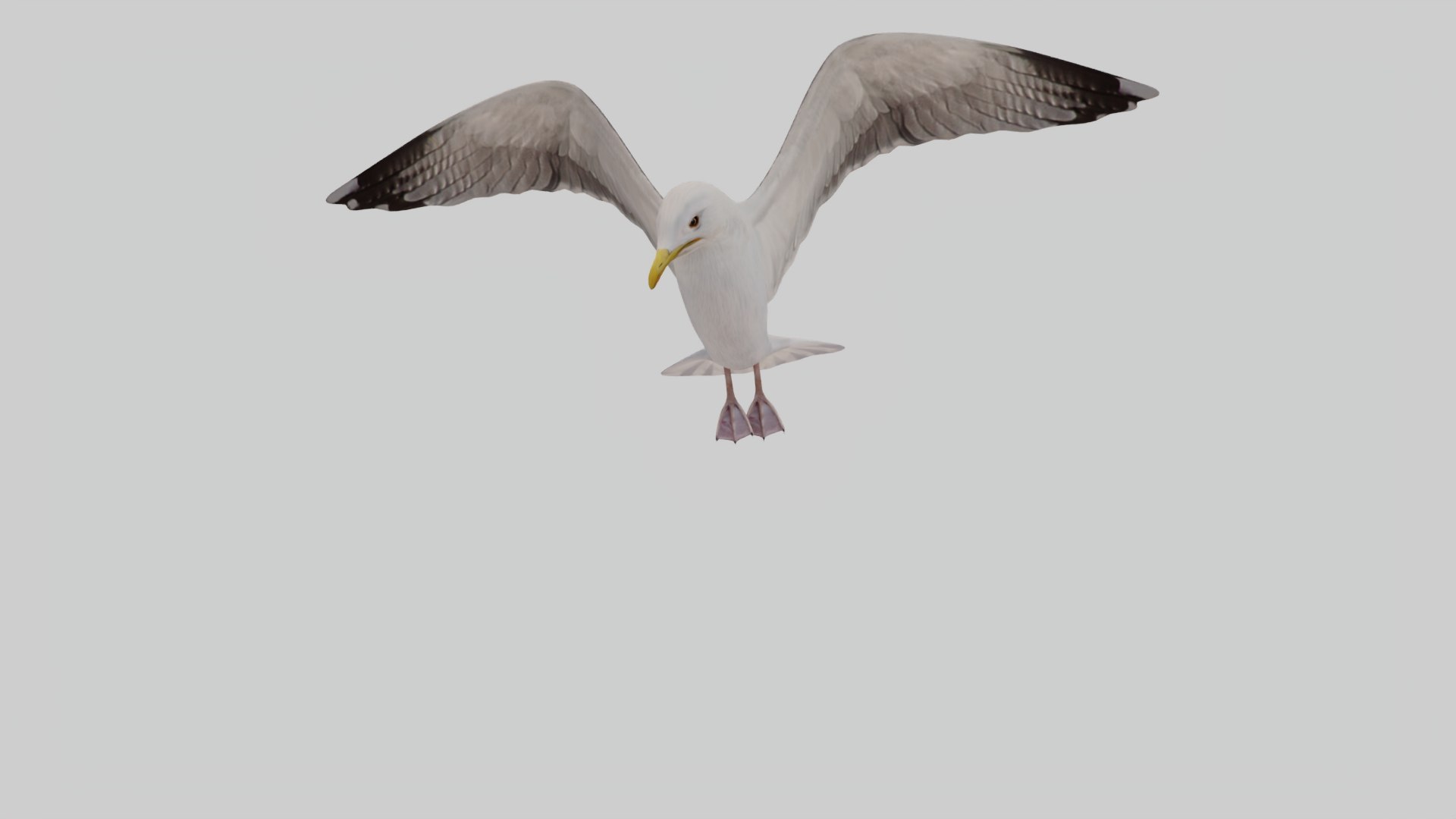 3D Seagull Animated https://p.turbosquid.com/ts-thumb/Ic/4iC527/Zu/hold_37/jpg/1781611003/1920x1080/fit_q87/1ea55261c1b7b012bea6ad9138dd8fa0169091f9/hold_37.jpg