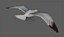 Seagull Animated