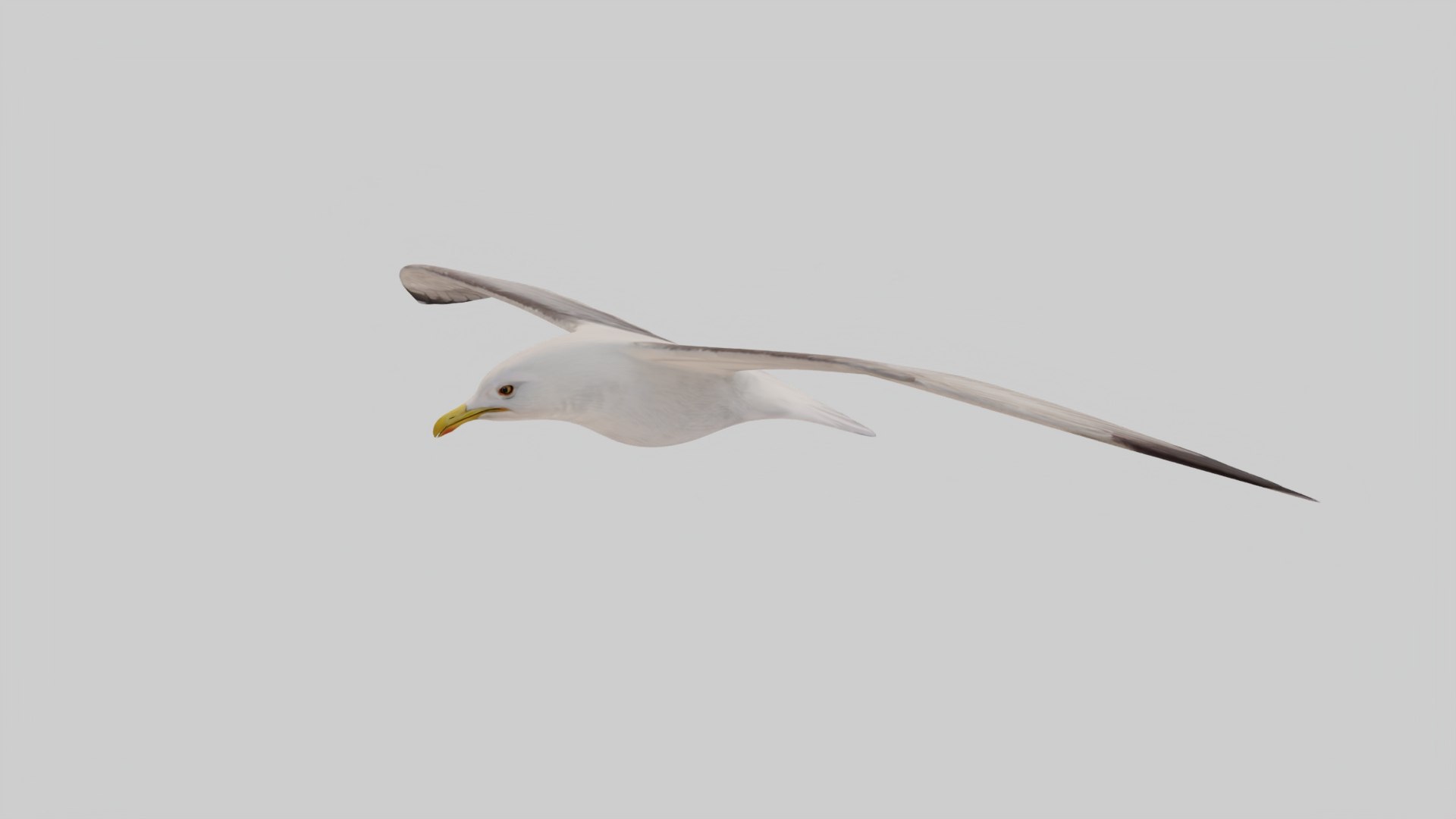 3D Seagull Animated https://p.turbosquid.com/ts-thumb/Ic/4iC527/bU/floating_141/jpeg/1781610976/1920x1080/fit_q87/3f44eb81bf6e5845932d89ccb306220fdac18bba/floating_141.jpg