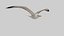 Seagull Animated