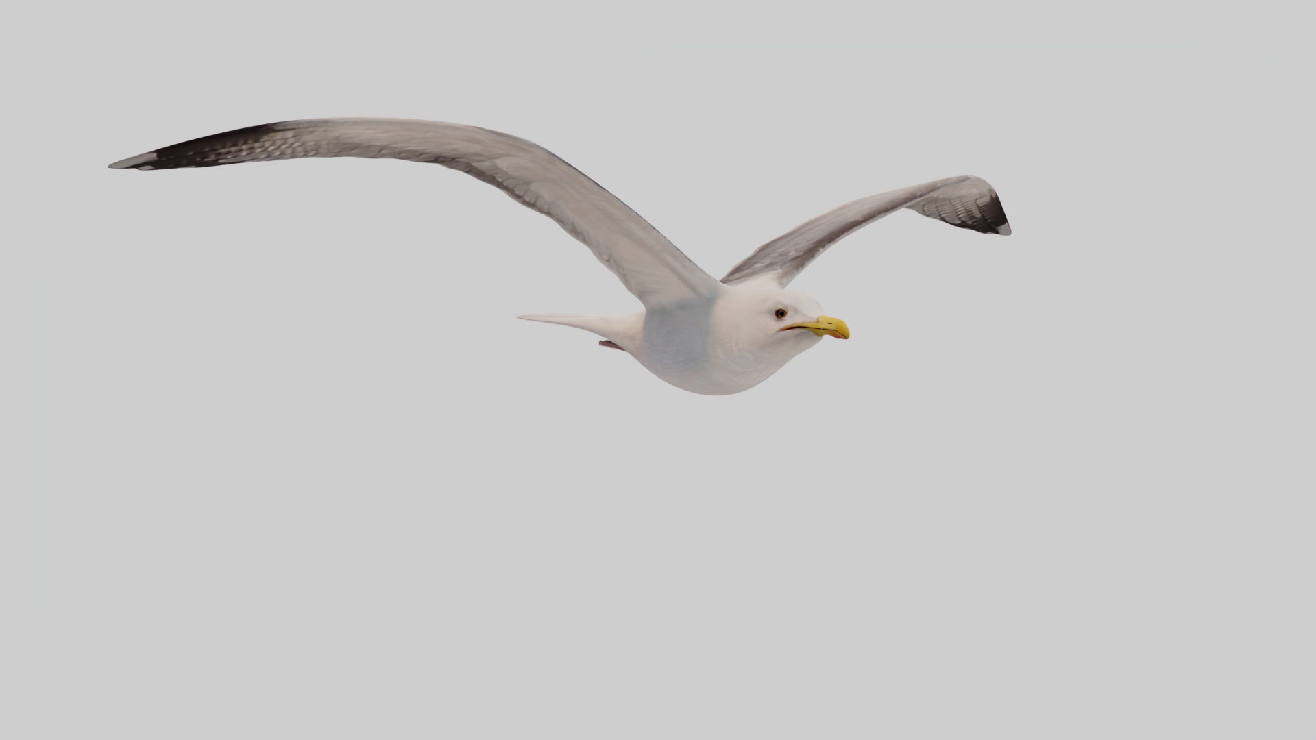 3D Seagull Animated https://p.turbosquid.com/ts-thumb/Ic/4iC527/h9/slow/jpg/1783253668/1920x1080/turn_fit_q99/d0a964805902761d765a93b34018c9a5c4f238a6/slow-1.jpg
