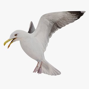 3D Seagull Animated