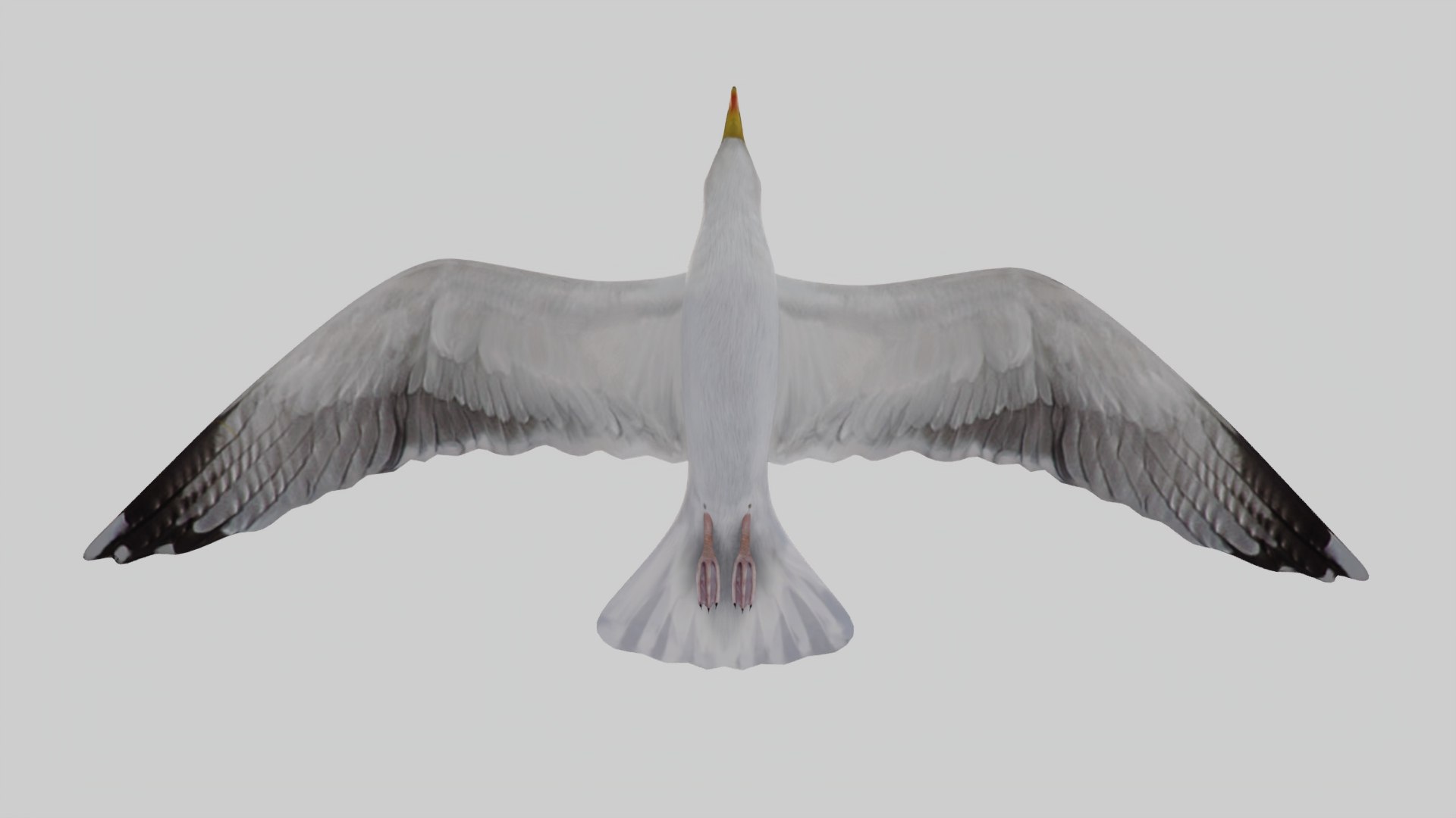 3D Seagull Animated https://p.turbosquid.com/ts-thumb/Ic/4iC527/xe/dawn/jpg/1783190880/1920x1080/fit_q87/0cae87f59df6406017a441f074296f8003bba1ba/dawn.jpg