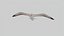 Seagull Animated