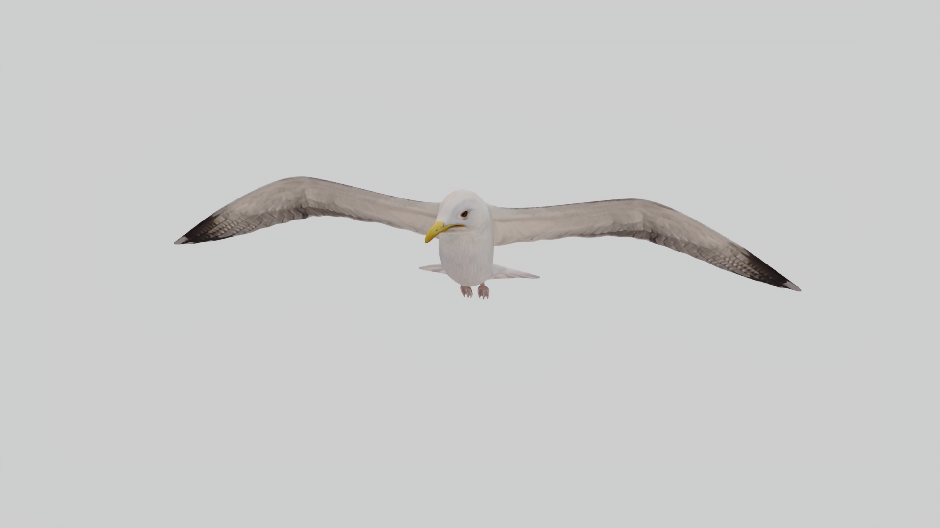 3D Seagull Animated https://p.turbosquid.com/ts-thumb/Ic/4iC527/zl/hold/jpg/1781610631/1920x1080/turn_fit_q99/3daa2f996cfef6f4c86120584eb5c970047c615a/hold-1.jpg
