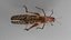 3D model Photorealistic Rigged   Animated Grasshopper