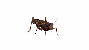 3D model Photorealistic Rigged   Animated Grasshopper