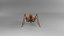 3D model Photorealistic Rigged   Animated Grasshopper