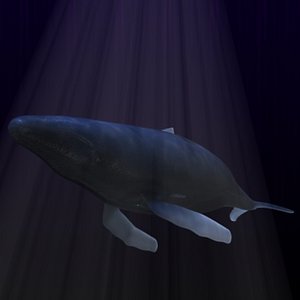 whale1