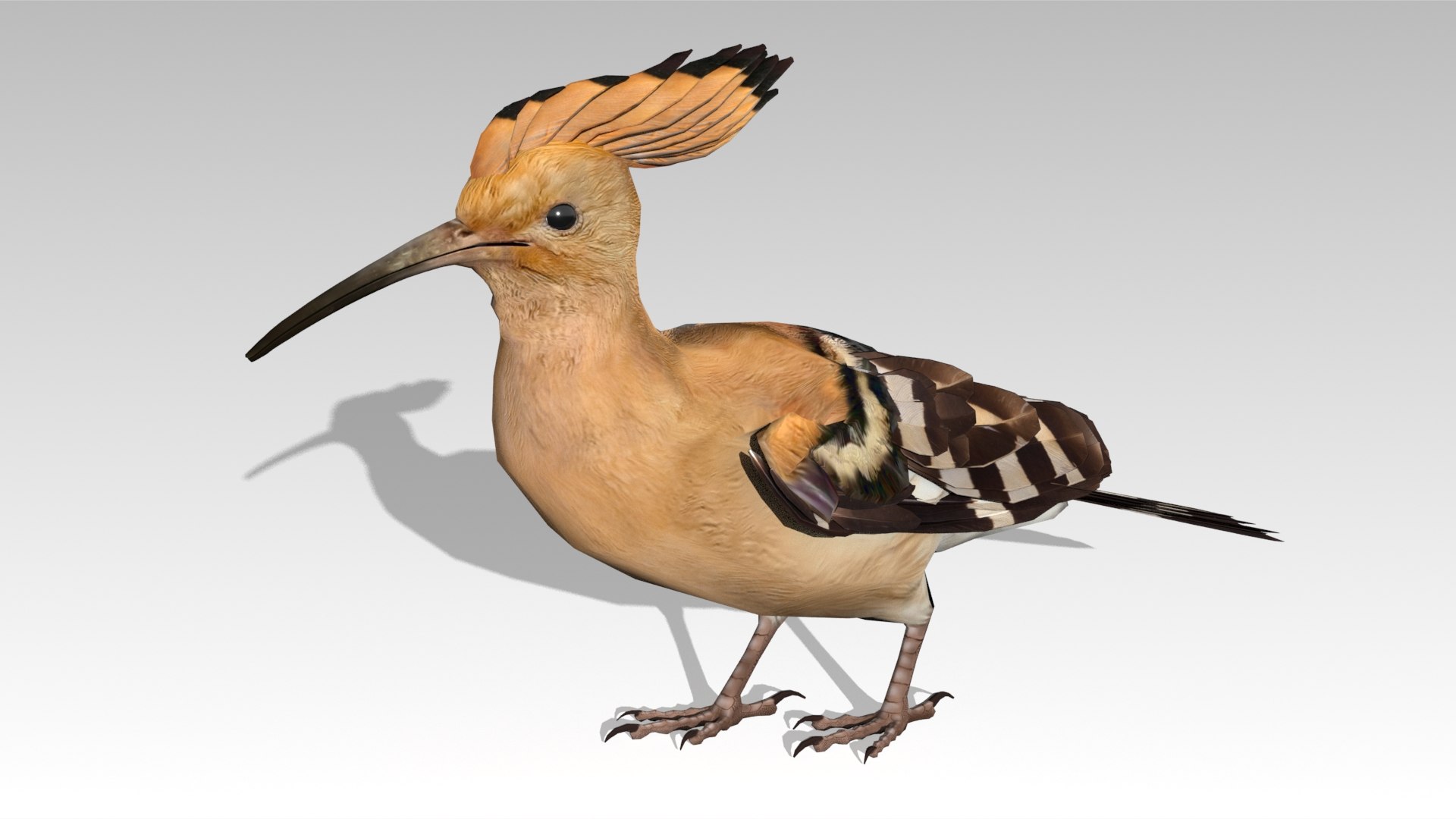 Hoopoe 3D - TurboSquid 2348090