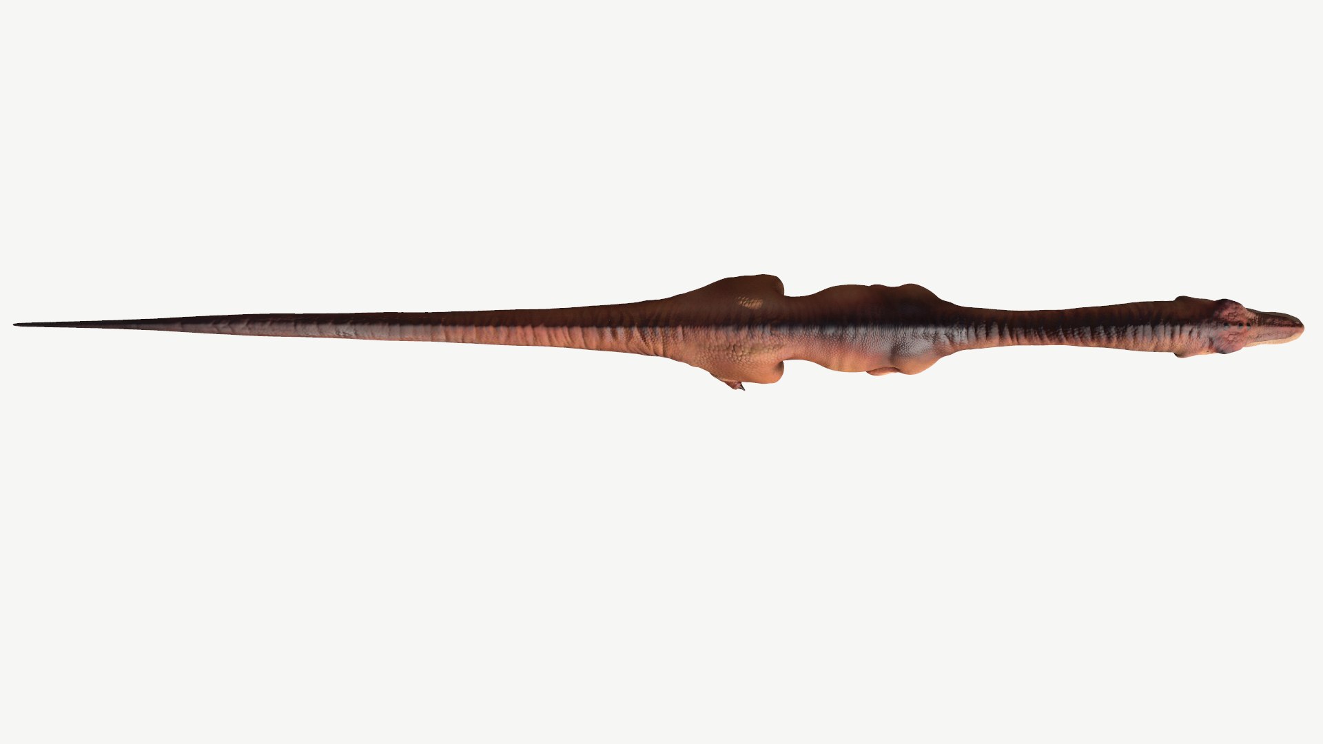 coelophysis 3D https://p.turbosquid.com/ts-thumb/Ic/GVFg3u/Yr/4/png/1728677146/1920x1080/fit_q87/12322b010d43bab222546479d1cf309b613a80c0/4.jpg