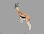 Thompson"s gazelle