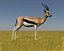 Thompson"s gazelle