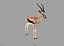 Thompson"s gazelle