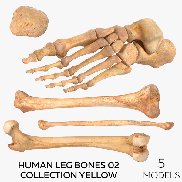 3D model Human Leg Bones 02 Collection Yellow - 5 models