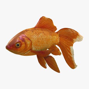 3d model of common goldfish