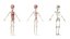 Anatomia completa do garoto garoto