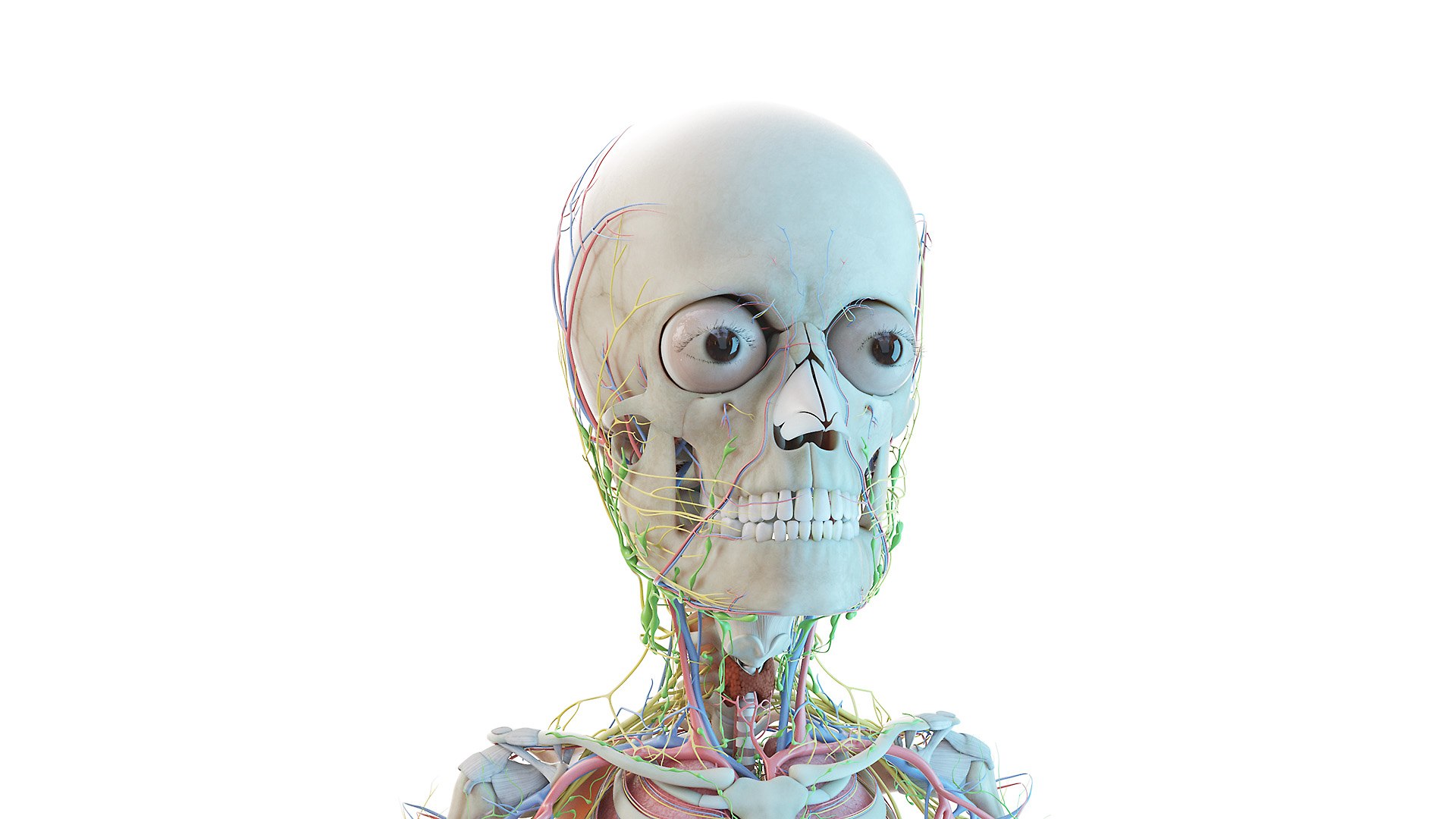 3D model kid boy anatomy https://p.turbosquid.com/ts-thumb/Ic/TygsrE/6QkNb2iw/boy_anatomy_all_b0004/jpg/1605688583/1920x1080/fit_q87/156d4fd43f56663dd428b25b46800523f3176599/boy_anatomy_all_b0004.jpg