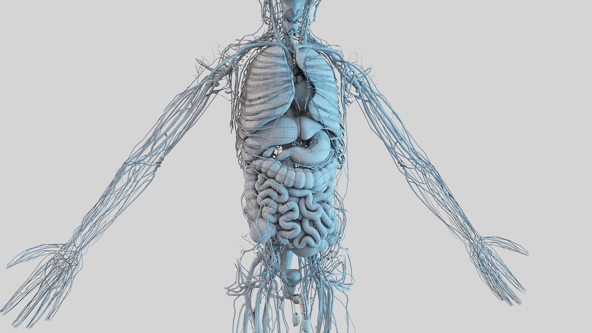 3D model kid boy anatomy https://p.turbosquid.com/ts-thumb/Ic/TygsrE/Mg4tWAKU/boy_anatomy_wire_anatomy_f30005/jpg/1605688868/1920x1080/fit_q87/63d7ff336dbb505b5328c6c0ab5c2272edef65da/boy_anatomy_wire_anatomy_f30005.jpg