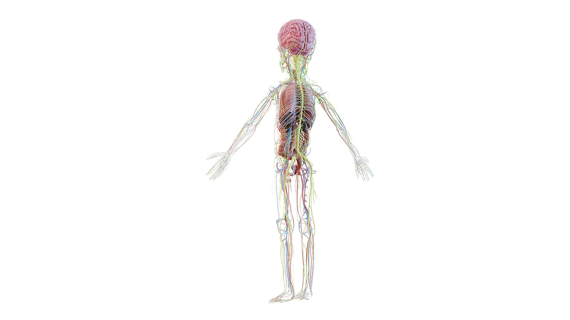 3D model kid boy anatomy https://p.turbosquid.com/ts-thumb/Ic/TygsrE/VYuC0TX9/boy_anatomy_all_c0003/jpg/1605688373/1920x1080/fit_q87/d185fded80d806506ea205914741d356b4a625e4/boy_anatomy_all_c0003.jpg