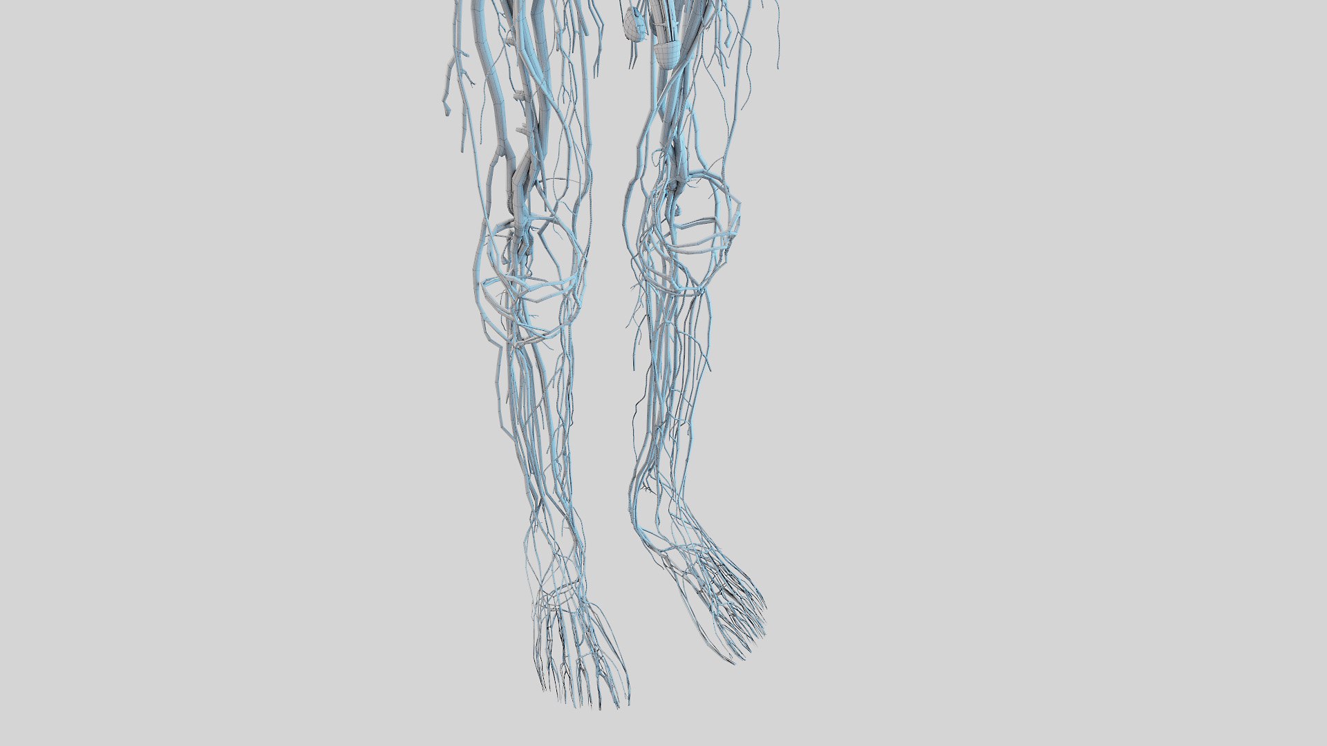 3D model kid boy anatomy https://p.turbosquid.com/ts-thumb/Ic/TygsrE/ehIgGtzi/boy_anatomy_wire_anatomy_f30006/jpg/1605688868/1920x1080/fit_q87/057c5f7128001c3f24908e6bd97b7cf48be3d07c/boy_anatomy_wire_anatomy_f30006.jpg