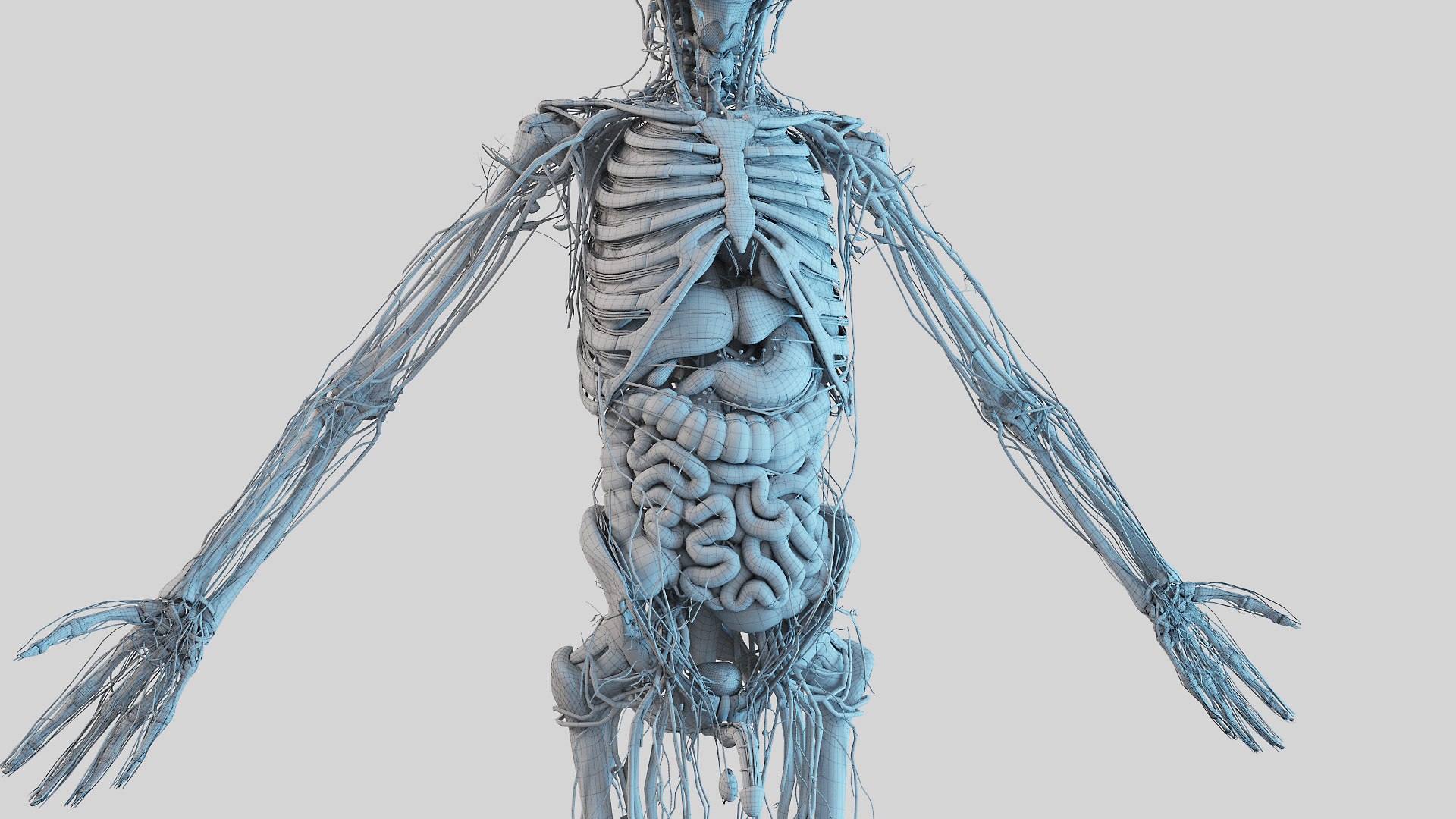 3D model kid boy anatomy https://p.turbosquid.com/ts-thumb/Ic/TygsrE/g8xVZdo8/boy_anatomy_wire_anatomy_f20005/jpg/1605688921/1920x1080/fit_q87/18f895903bb9651e6c87b6d17fad368ff8c6ff9d/boy_anatomy_wire_anatomy_f20005.jpg