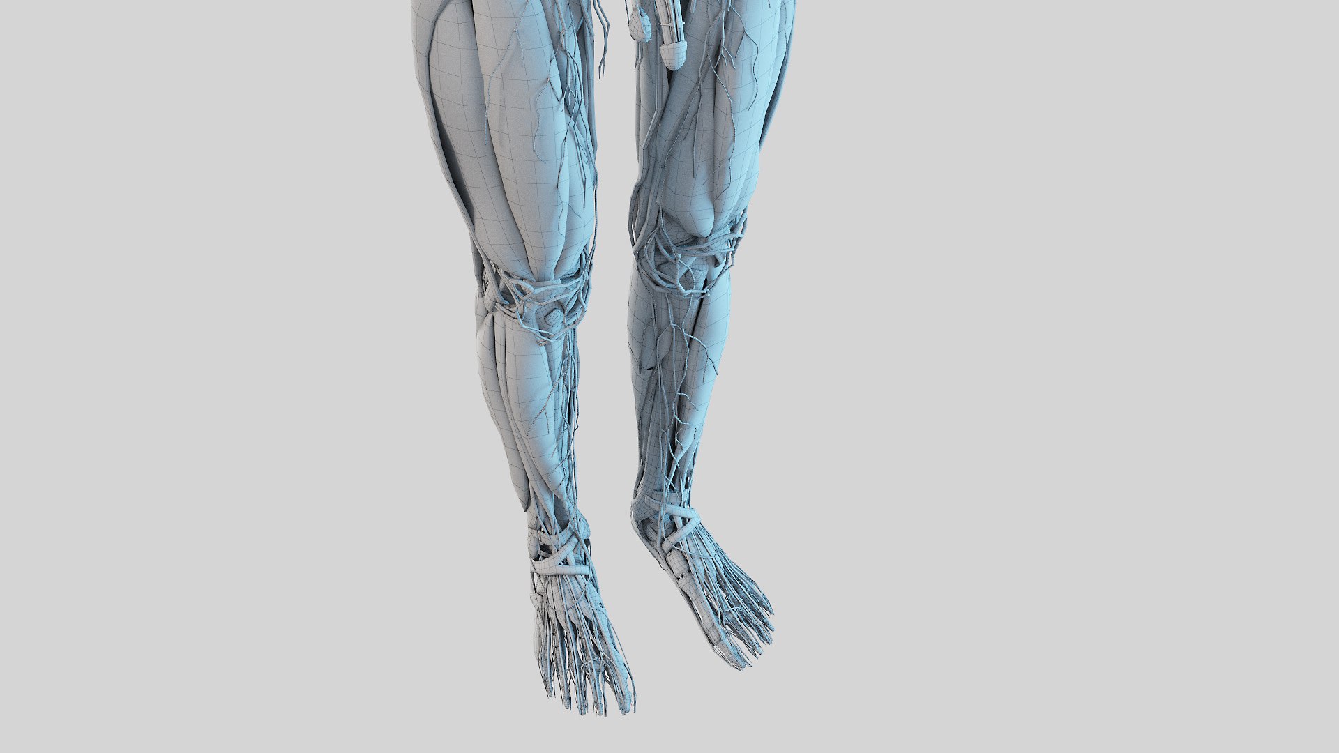 3D model kid boy anatomy https://p.turbosquid.com/ts-thumb/Ic/TygsrE/gJizQ2XU/boy_anatomy_wire_anatomy0006/jpg/1605688775/1920x1080/fit_q87/20fa92d4081e03e1f4d6da3cafc3cfb6c58b1287/boy_anatomy_wire_anatomy0006.jpg