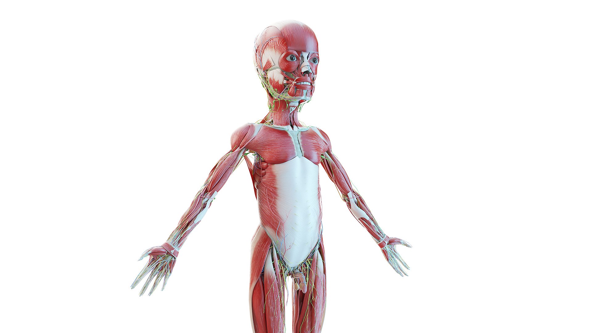 3D model kid boy anatomy https://p.turbosquid.com/ts-thumb/Ic/TygsrE/o0FJcwEX/boy_anatomy_all0001/jpg/1605688235/1920x1080/fit_q87/1654b92144d272500a1cdf92e8a63c69ffa33d20/boy_anatomy_all0001.jpg