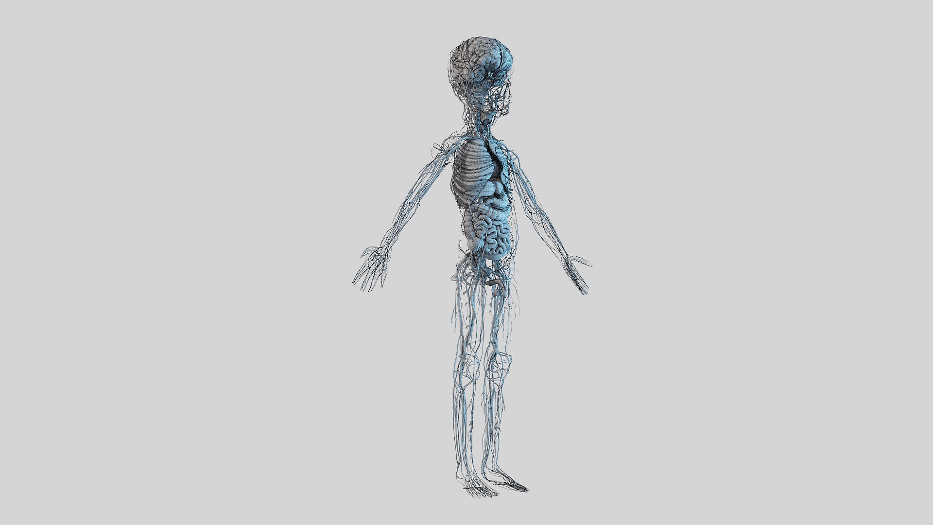 3D model kid boy anatomy https://p.turbosquid.com/ts-thumb/Ic/TygsrE/u2Y8aybX/boy_anatomy_wire_anatomy_f30002/jpg/1605688868/1920x1080/fit_q87/b47bf8918f1fafaa1c2c4b531a8371589961284a/boy_anatomy_wire_anatomy_f30002.jpg