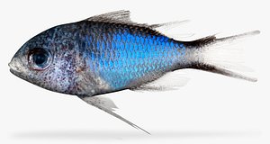 Chromis cyanea Blue Chromis