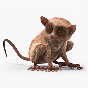 3D Seated Tarsier Fur for Maya model