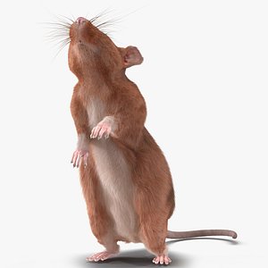 Rat 2 Pose 2