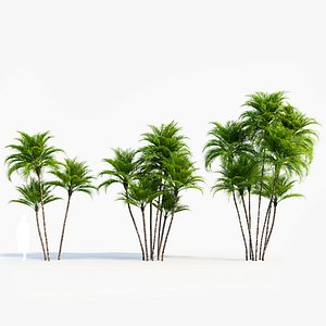 Dypsis lutescens b model