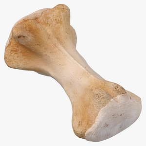 Kangaroo Red Necked Wallaby Caudal Vertebrae Cd8