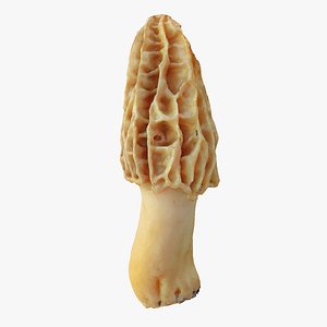 Morel Mushroom 02
