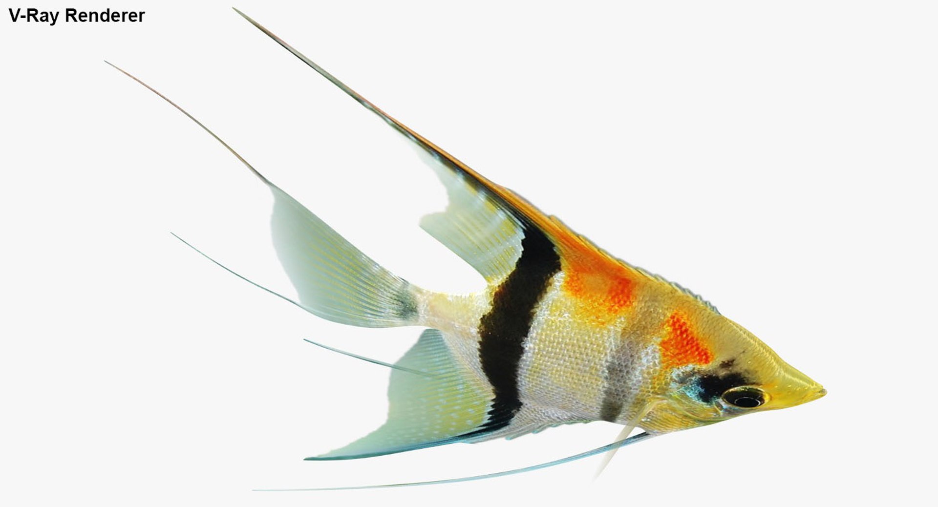 3D manacapuru angelfish animation model - TurboSquid 1283976