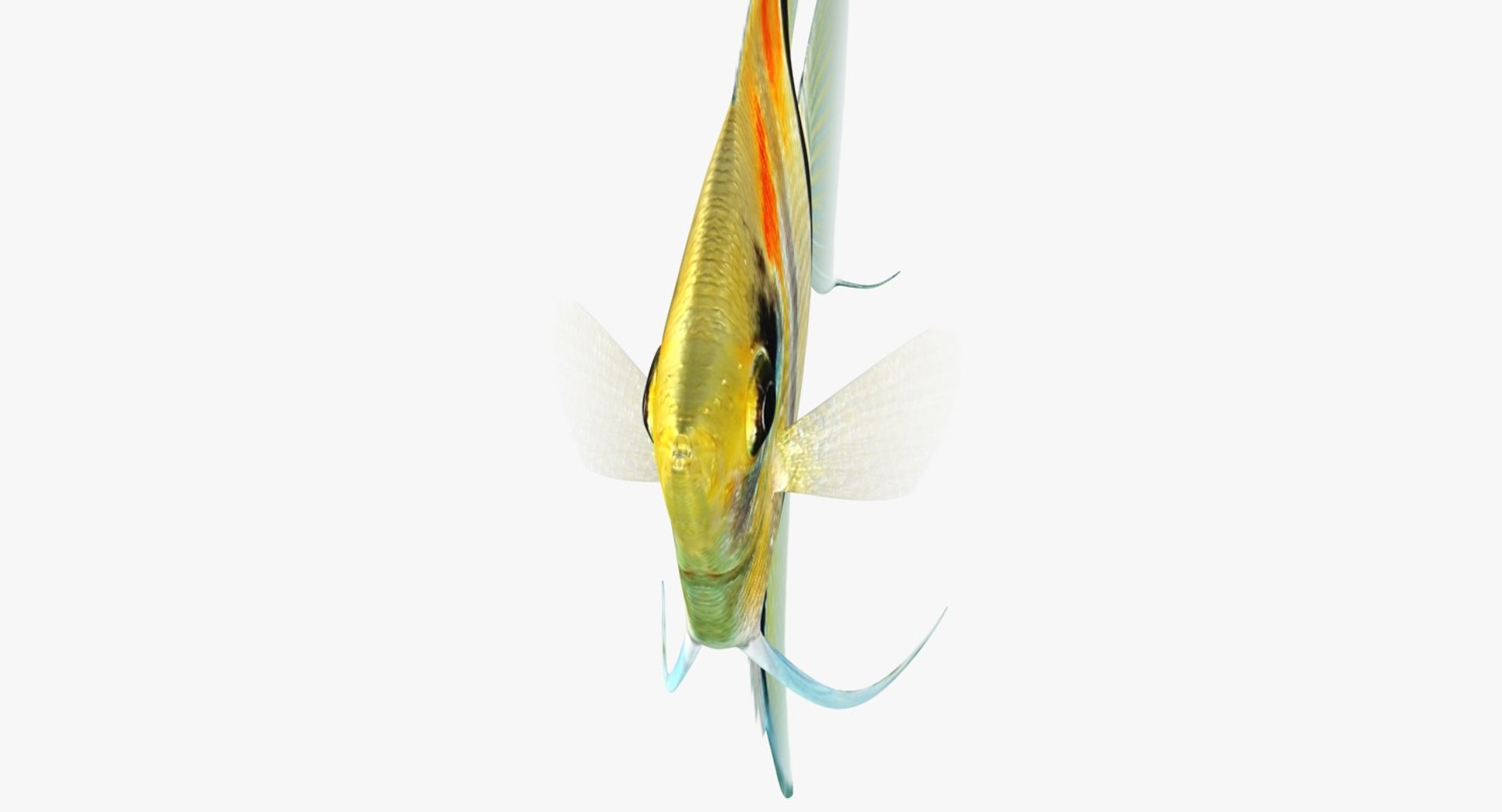 3D manacapuru angelfish animation model - TurboSquid 1283976