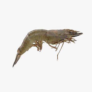 Raw Tiger Prawn