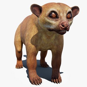 Kinkajou 3D