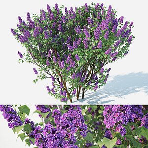 3D lilac