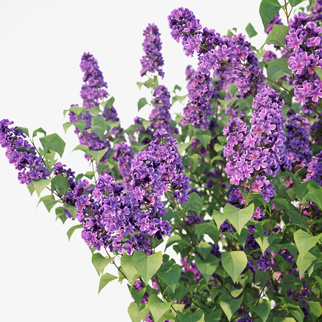 3D lilac https://p.turbosquid.com/ts-thumb/Id/Z1MSrN/b0leSh6T/lilac3/jpg/1511423513/1920x1080/fit_q87/0ff81f56c0a2adc098c79bb8ceba8585edd1bd24/lilac3.jpg