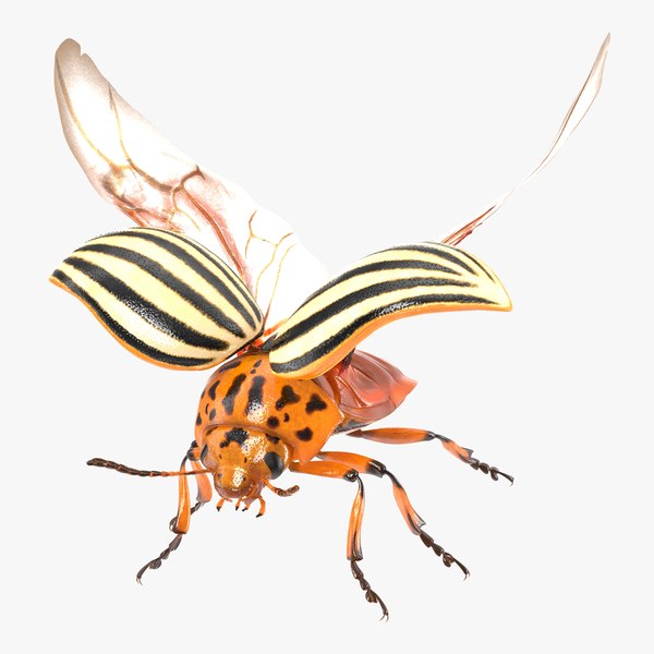 colorado potato beetle 2 3d model