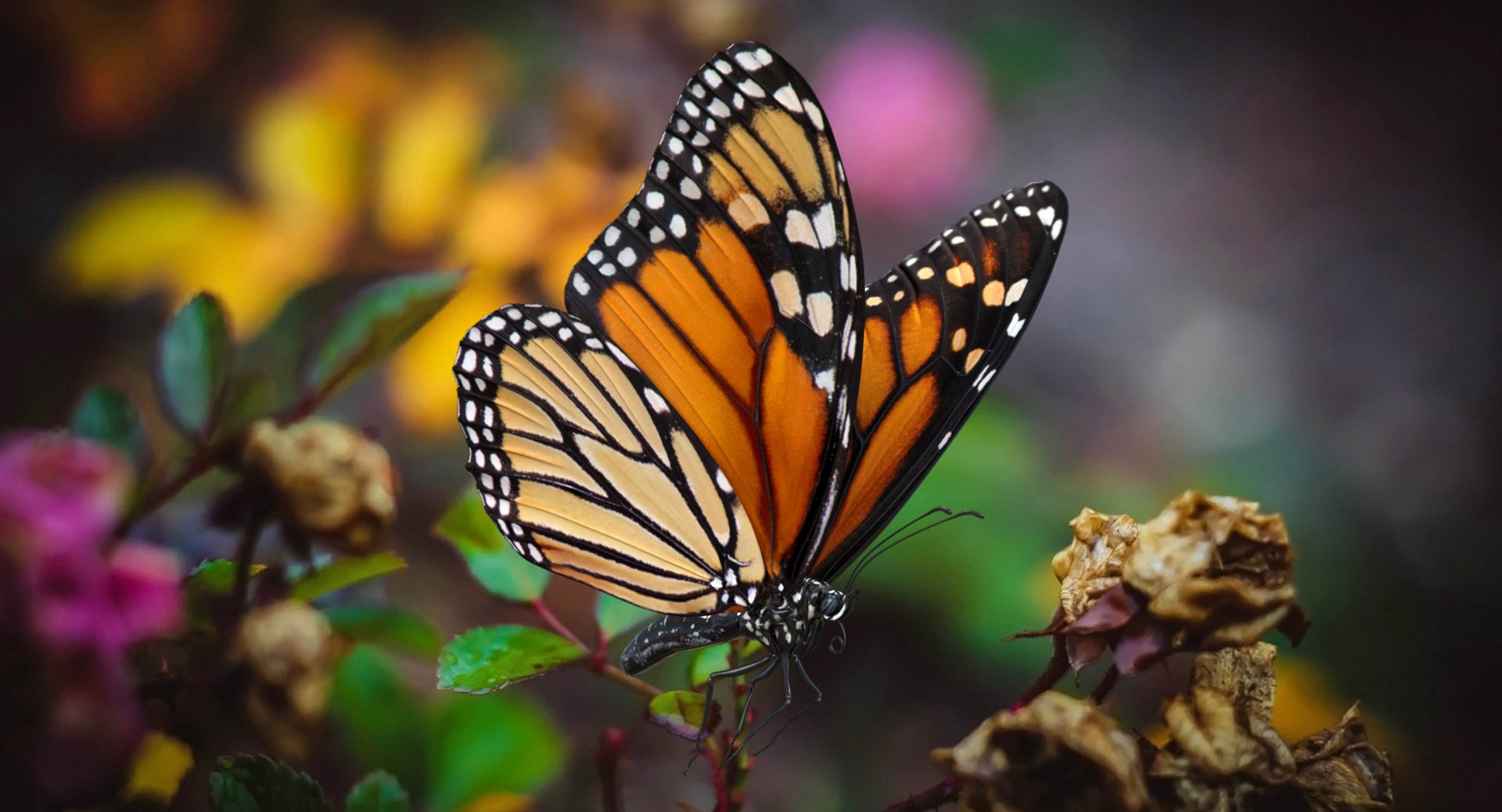 3D Flying Insects Collection 6 https://p.turbosquid.com/ts-thumb/Id/bH3D24/43/flyinginsectscollection63dsmodel062/jpg/1682488303/1920x1080/fit_q87/2869ac49972b4d3f10fd20b6c9df409b481458d9/flyinginsectscollection63dsmodel062.jpg