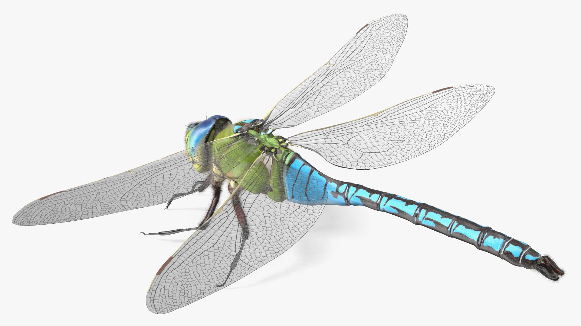 3D Flying Insects Collection 6 https://p.turbosquid.com/ts-thumb/Id/bH3D24/7D/flyinginsectscollection63dsmodel029/jpg/1682488192/1920x1080/fit_q87/28411ea2826fcba167f02db22542c67e184c07c5/flyinginsectscollection63dsmodel029.jpg
