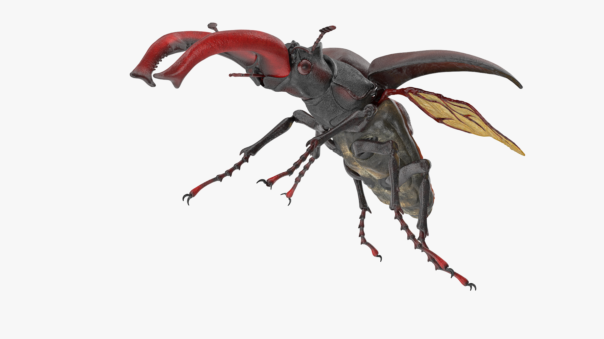 3D Flying Insects Collection 6 https://p.turbosquid.com/ts-thumb/Id/bH3D24/Bn/lucanus_cervus_stag_beetle_flying_360/jpg/1682487946/1920x1080/turn_fit_q99/3c6b775784ffdf903e471129113a983368138494/lucanus_cervus_stag_beetle_flying_360-1.jpg