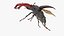 3D Flying Insects Collection 6